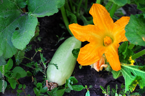 Fresh vegetable marrow in garden