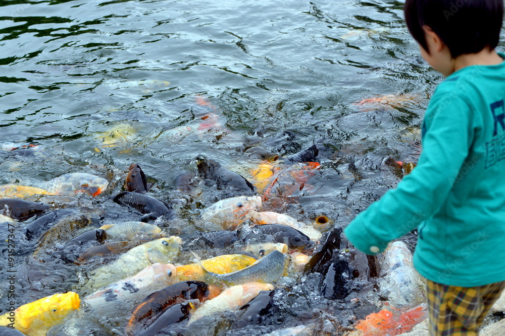 鯉のエサやり Stock 写真 Adobe Stock
