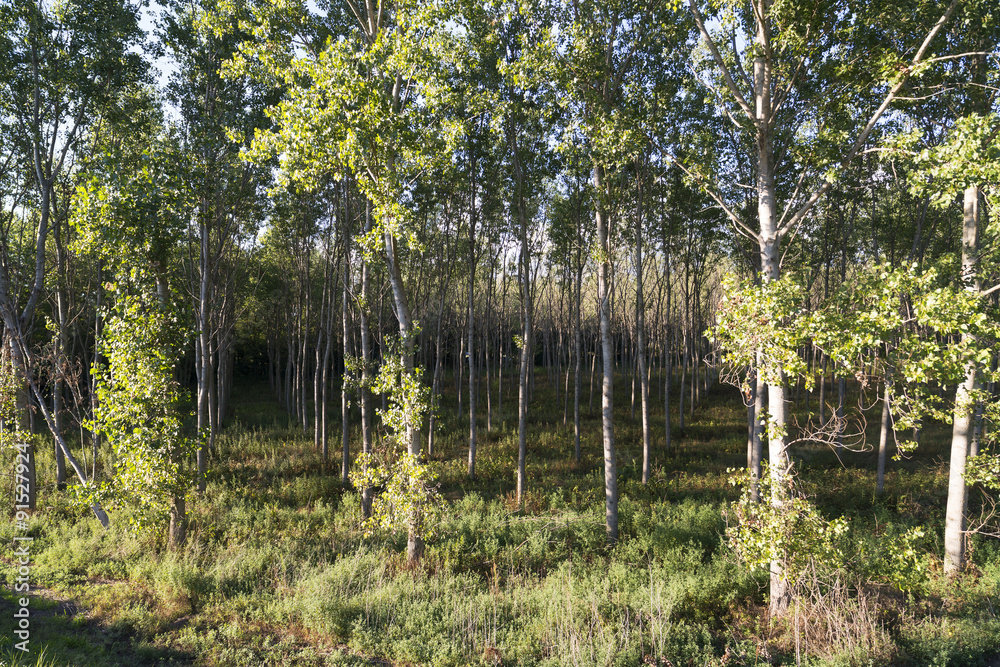 Obraz premium Countryside of Pavia (Italy): poplars