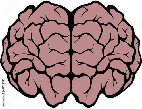 Brain