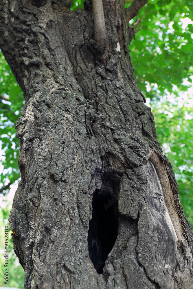 Obraz premium Tree hollow close up