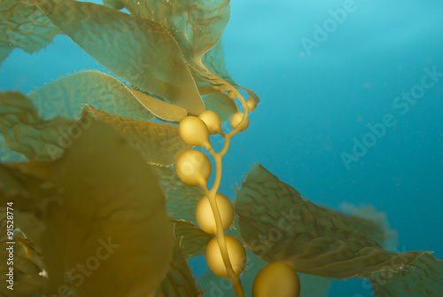 Seaweed floating at California underwater reef