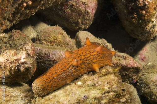 Sea slug at California underwater reef