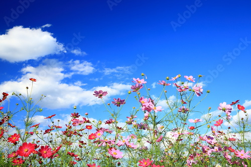 コスモスの花  © yspbqh14