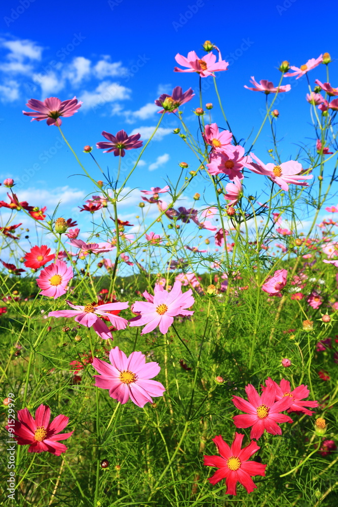 コスモスの花 コスモスの花