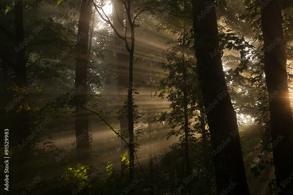Obraz premium Morning light streaming through woods