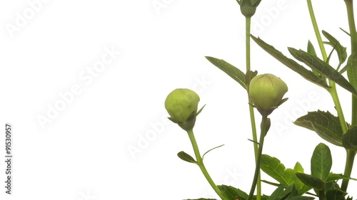 Wallpaper Mural Time-lapse of Platycodon flowers blooming. 
 Torontodigital.ca