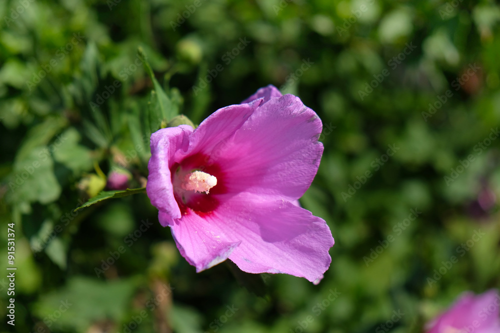 Closeup of beautiful pink hibiscus flower Closeup of beautiful pink hibiscus flower