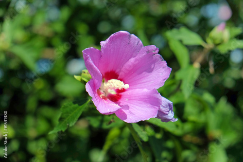 Closeup of beautiful pink hibiscus flower