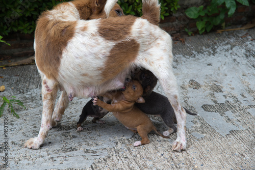 Newborn puppies dog sucking maternal milk