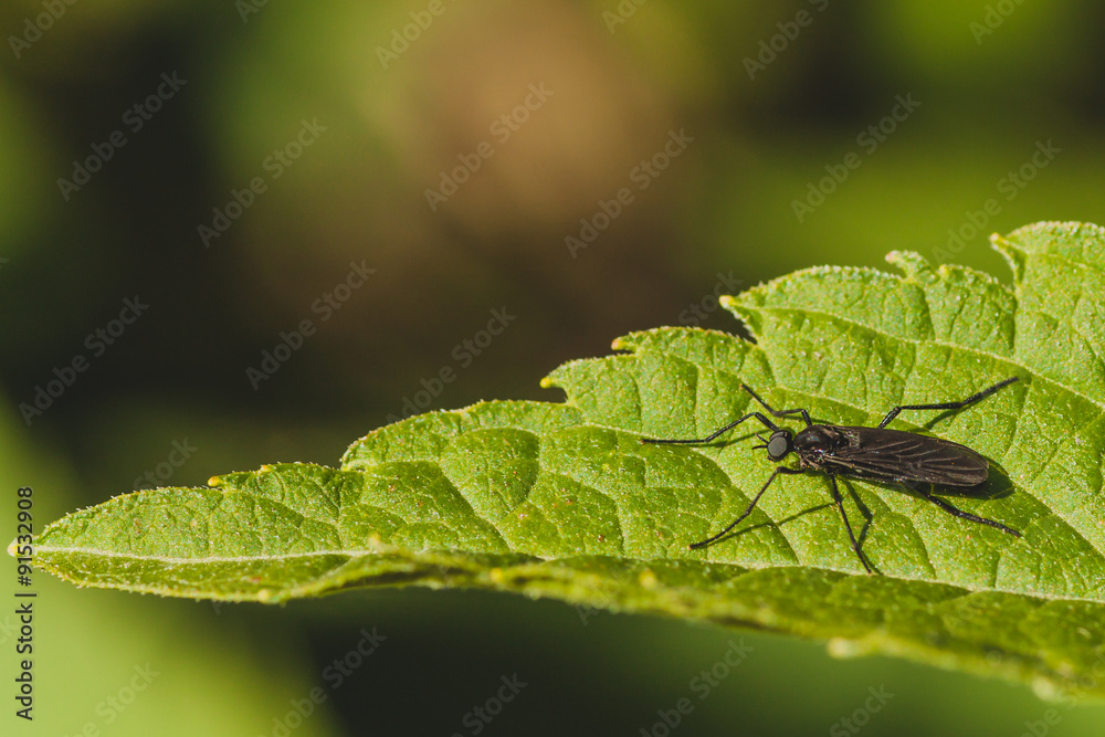 Macro of a black march fly sitting on a green leaf - side view. Macro of a black march fly sitting on a green leaf - side view.