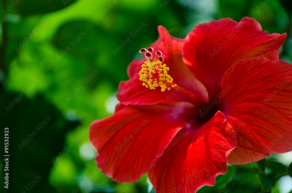 Red Hibiscus Red Hibiscus