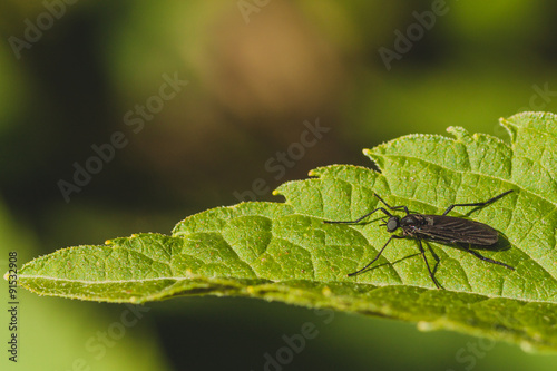 Macro of a black march fly sitting on a green leaf - side view.