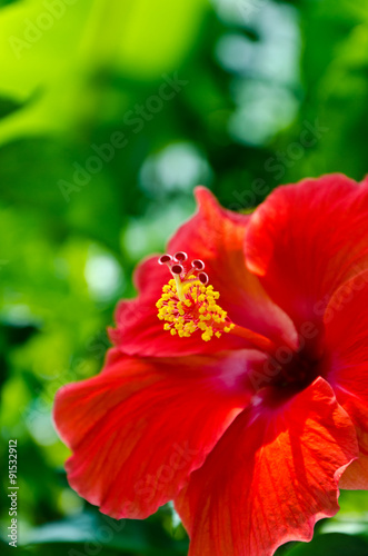 Red Hibiscus © grit.wattanapruek