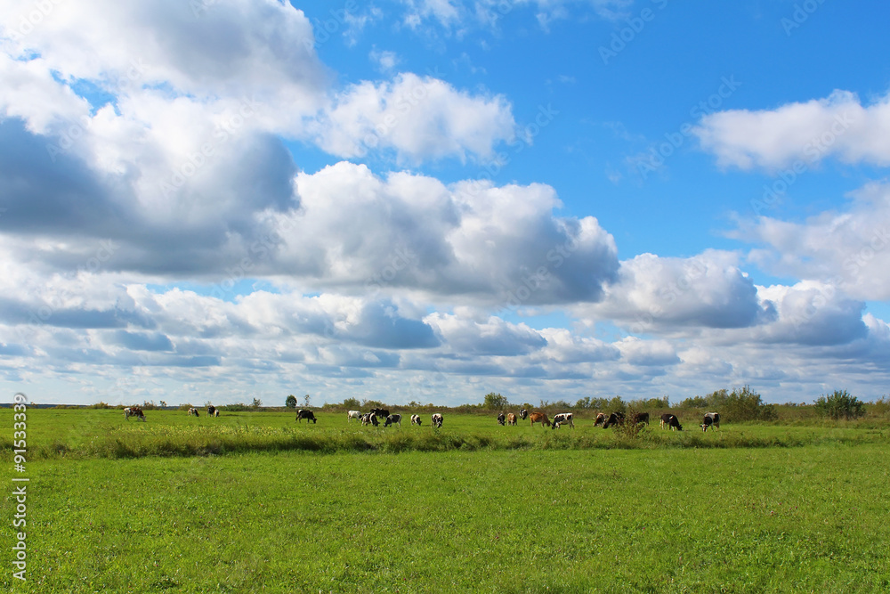 Rural landscape. Herd of cows on a green field in sunny day Rural landscape. Herd of cows on a green field in sunny day
