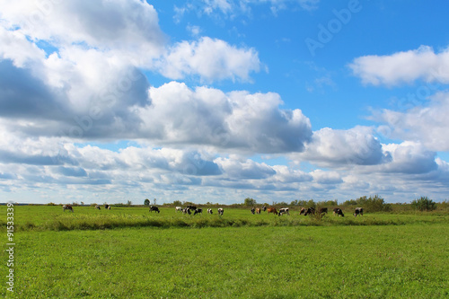 Rural landscape. Herd of cows on a green field in sunny day