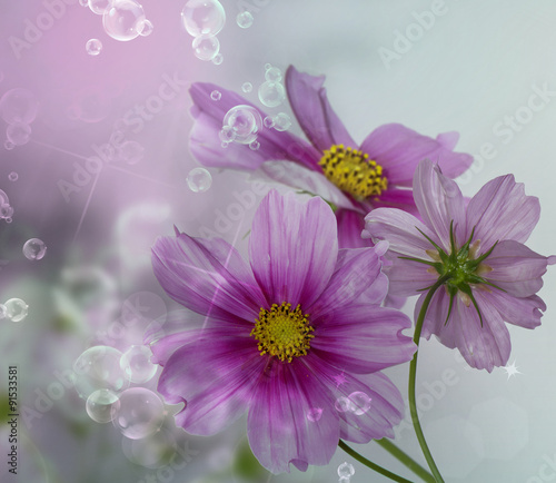 Fototapeta Naklejka Na Ścianę i Meble -  Orchid flowers on abstract background