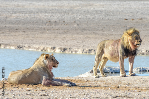 Lion in Etosha, Namibia