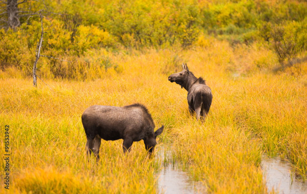 Naklejka premium Wild Moose Pair Animal Wildlife Marsh Alaska Turnagain Arm