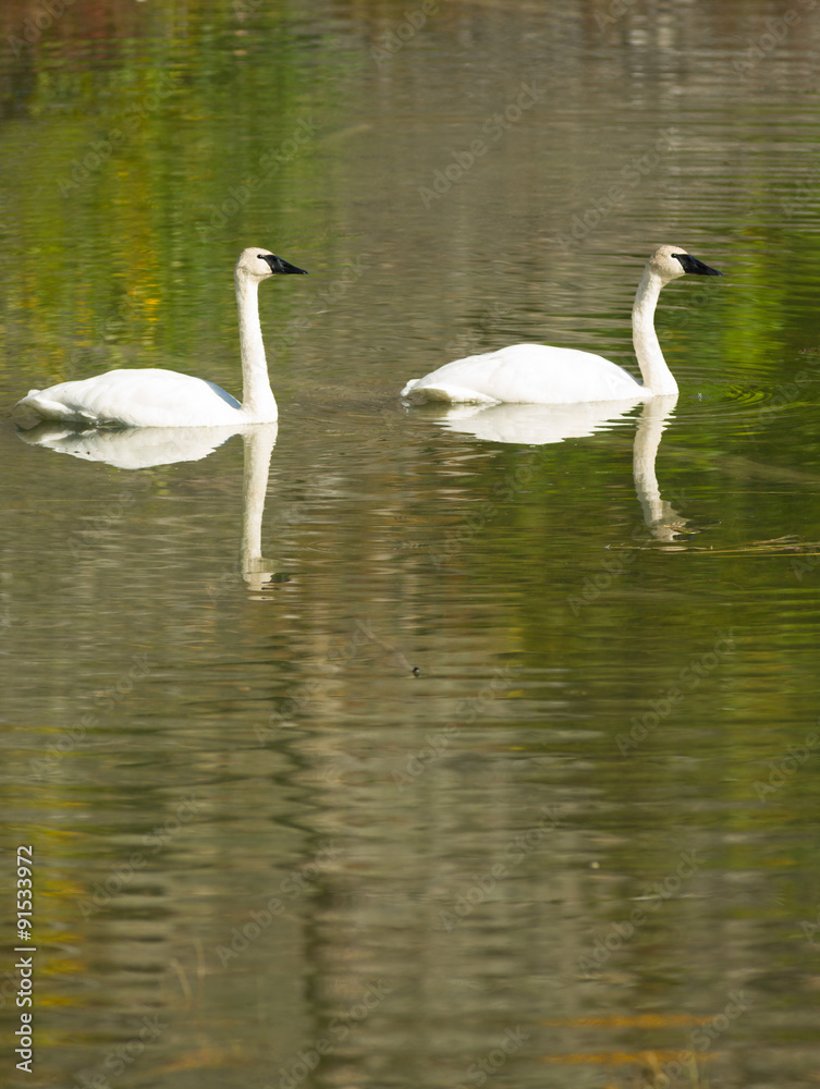 Fototapeta premium Trumpeter Swans Wild Birds Mating Pair Autumn Alaska Lake