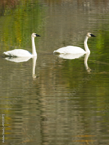 Trumpeter Swans Wild Birds Mating Pair Autumn Alaska Lake