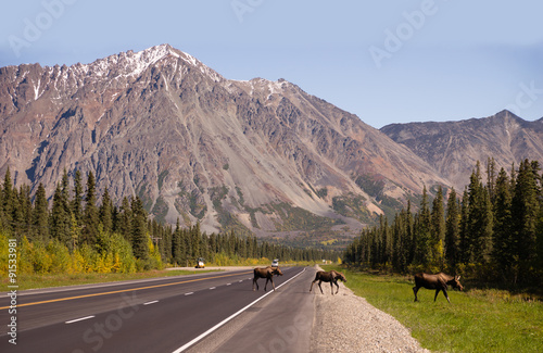 Cow Moose leads Two Calves Across Road Near Denali Alaska photo