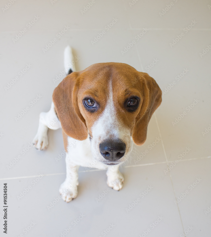 the cute beagle puppy dog