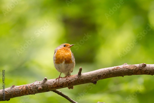 Robin Bird sitting on a tree branch