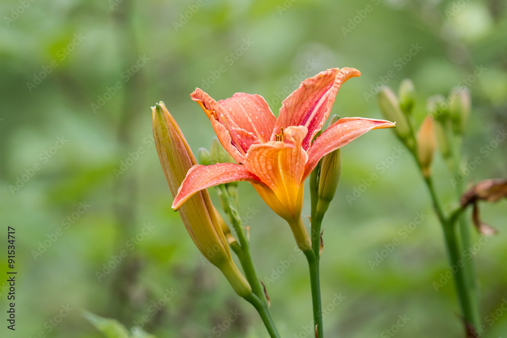 Fototapeta premium Wild growing daylilies in the forest