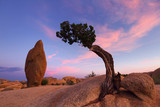Juniper Tree and Balance Rock, Joshua Tree National Park, CA