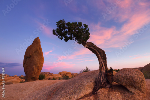 Juniper Tree and Balance Rock, Joshua Tree National Park, CA