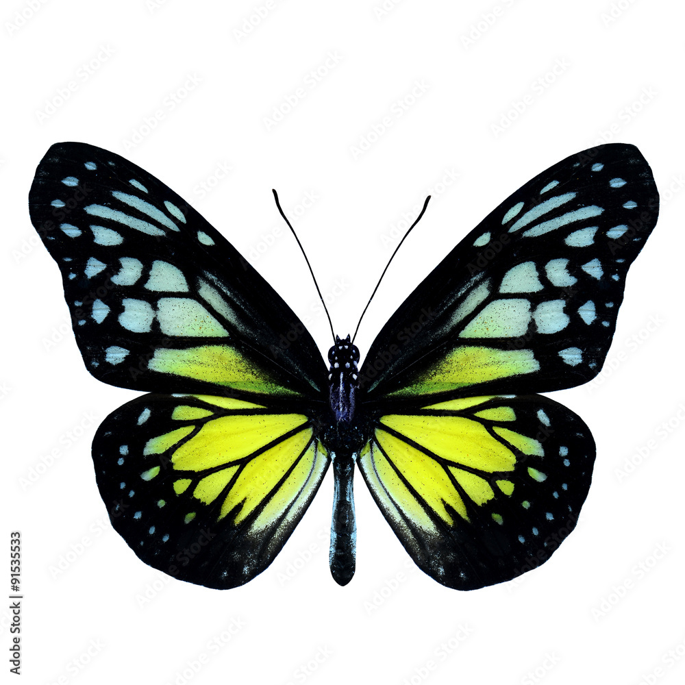 Naklejka premium Yellow Glassy Tiger Butterfly upper wing part in natural color p
