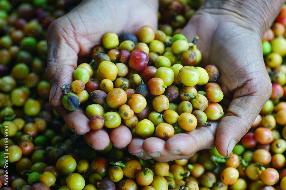 coffee berries coffee berries