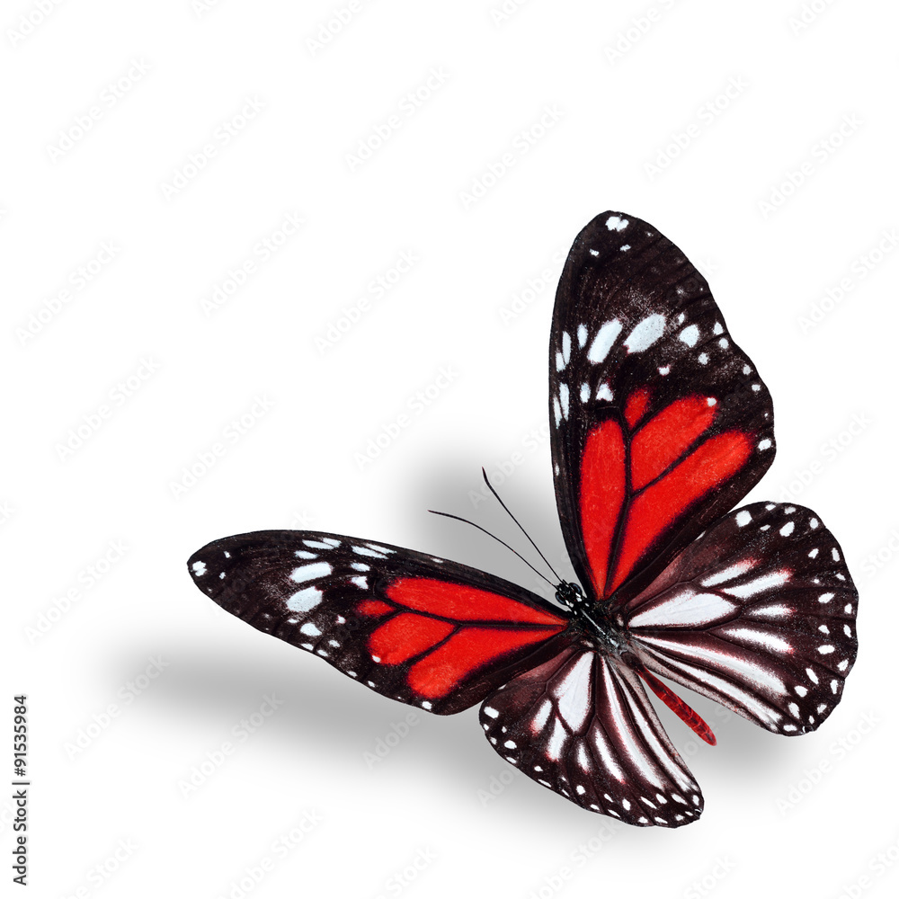 Exotic flyhing red butterfly on white background with soft shado Exotic flyhing red butterfly on white background with soft shado