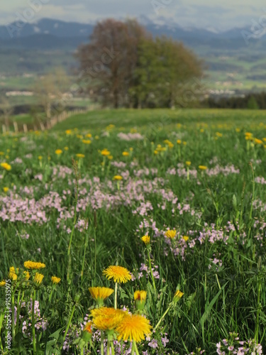 spring landscape