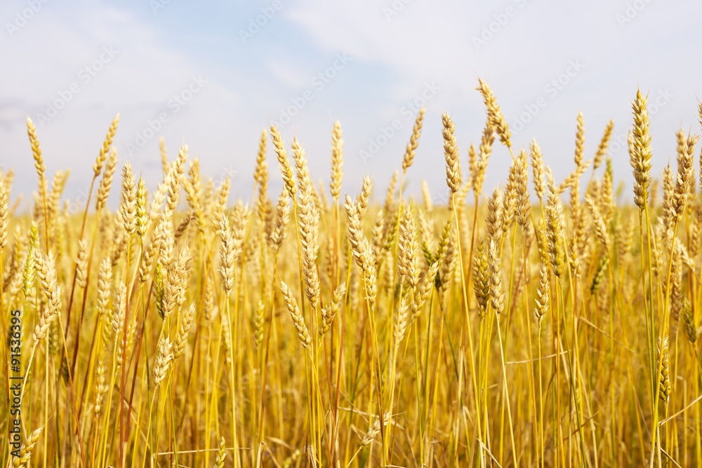 wheat field wheat field