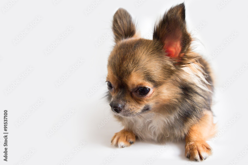 Chihuahua isolated on white background