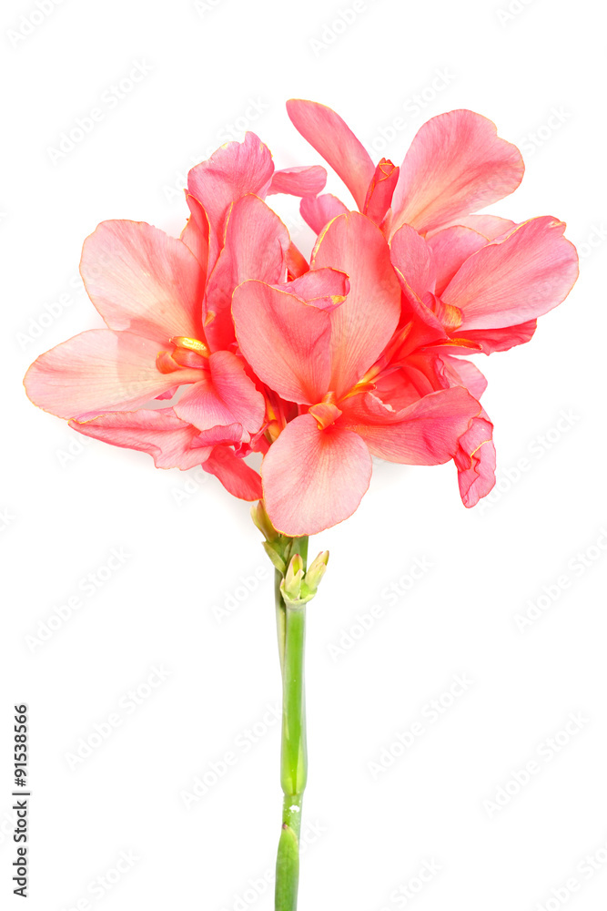 Canna flowers isolated on white background Canna flowers isolated on white background