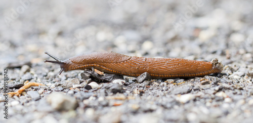 Naked slug climb on a floor photo