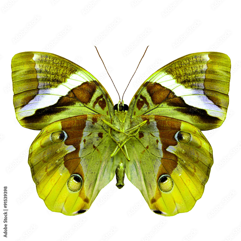 Naklejka premium Beautiful Yellow Butterfly,an exotic butterfly in fancy color pr