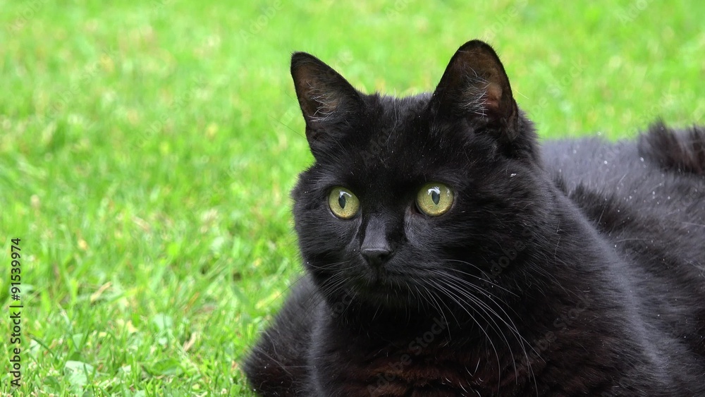 black cat lying on the meadow and looking black cat lying on the meadow and looking