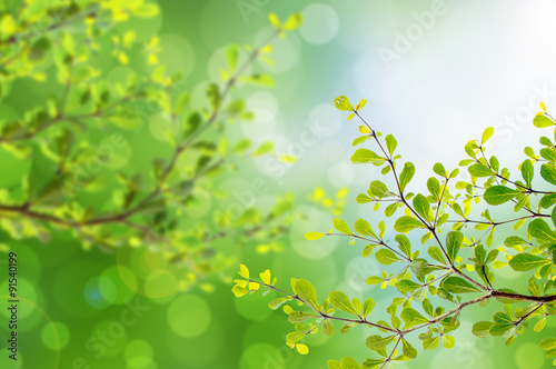 Beautiful green leaves and bright sun and bokeh