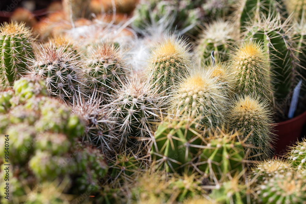 close-up of different spikes of cacti and cactus close-up of different spikes of cacti and cactus