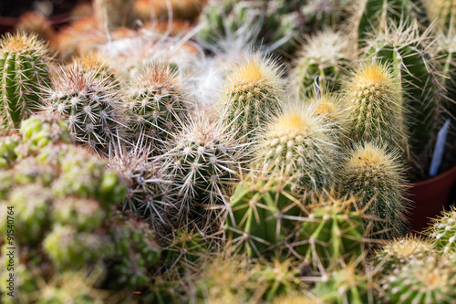 close-up of different spikes of cacti and cactus
