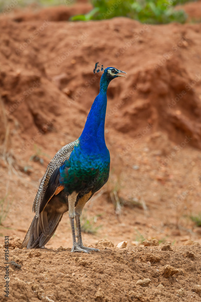 Close up portrait of male Indian peafowl (Pavo cristatus) Close up portrait of male Indian peafowl (Pavo cristatus)