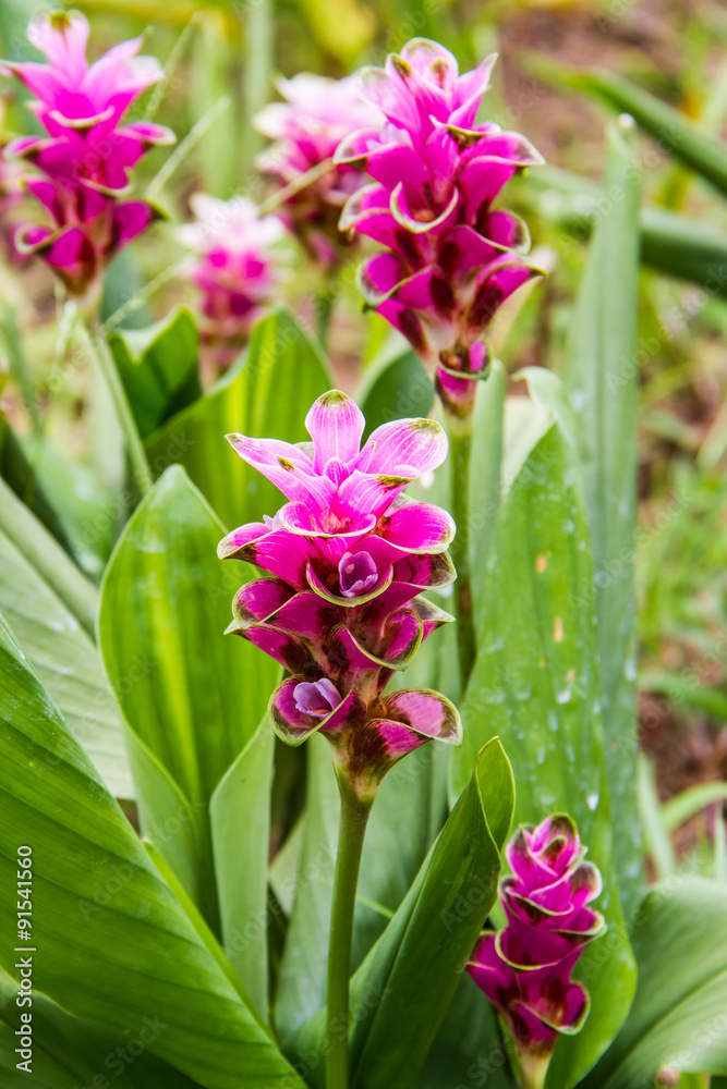 Curcuma alismatifolia or siam tulip. Curcuma alismatifolia or siam tulip.
