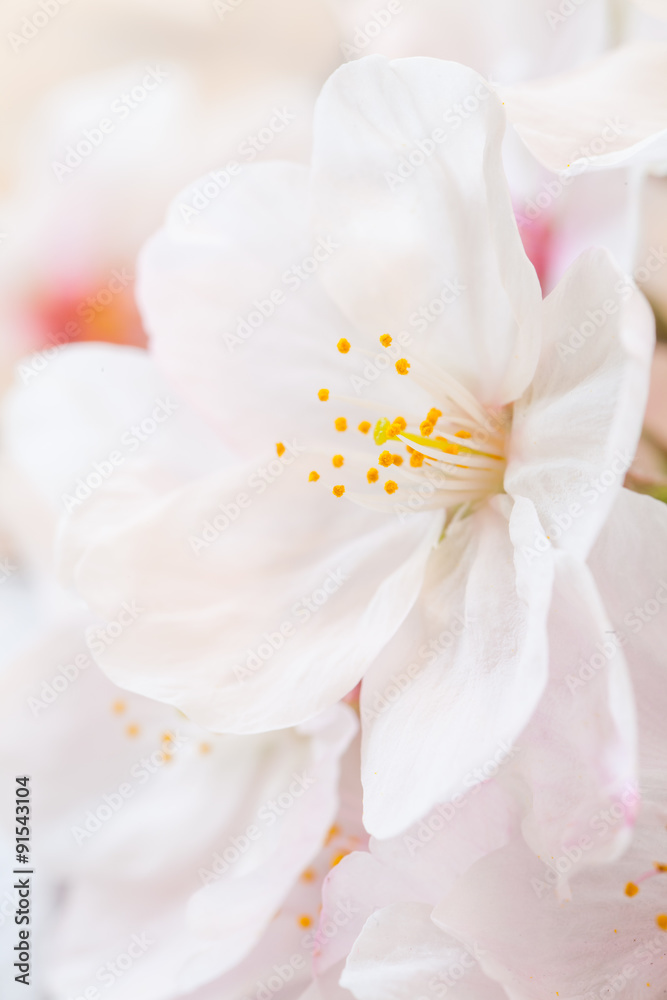 Close - up beautiful cherry blossom sakura flower Close - up beautiful cherry blossom sakura flower