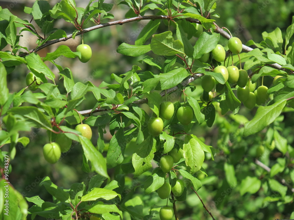 Olives on a branch tree Olives on a branch tree