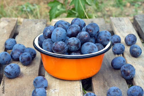 Still life with many ripe blue plums in metal orange bowl on a wooden table. Photo outdoors front view close up.