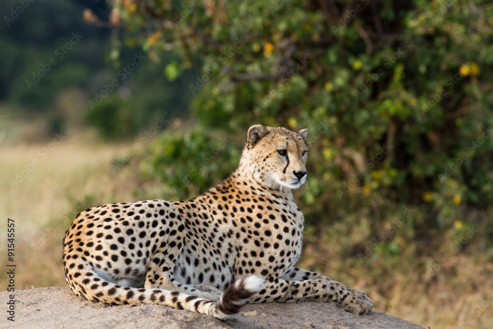 cheetah resting on a rock in the masai mara reserve cheetah resting on a rock in the masai mara reserve